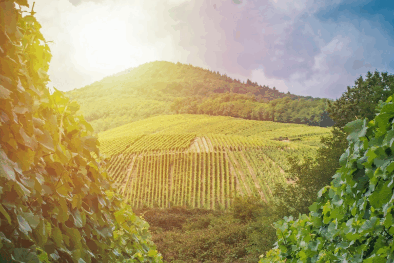 Aerial view overlooking Augusta, MO wine country near 1860 Schulhaus Venue in St. Charles County.